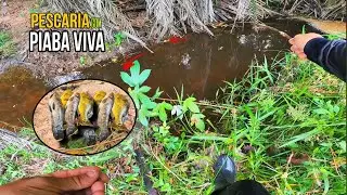 PESCARIA com Piaba Viva! O jeito INFALÍVEL de pegar TUCUNARÉ