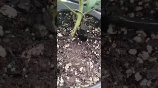 MARS HYDRO 2025 New Auto Drip Irrigation Kits with 13 Gallon Foldable Bucket Resivor 🪐⚓