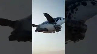 Beluga Plane: Ready for Takeoff! #BelugaPlane #AirbusBeluga #FlyingWhale #EpicTakeoff #Plane