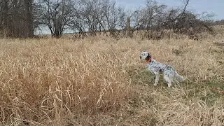 Stopping on a scent cone.