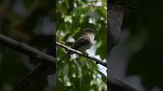 Have you heard an Eastern Phoebe song?