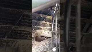 Pulsar Rs 200 Bs6 radiator Fan ☢️running sound 🔊