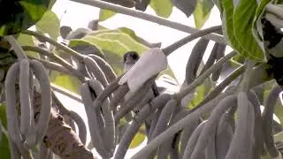 O Canto do Chor&atilde;o! (Sporophila leucoptera) White-bellied Seedeater, Patativa-chorona, Cigarra-rainha