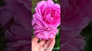лилак топаз