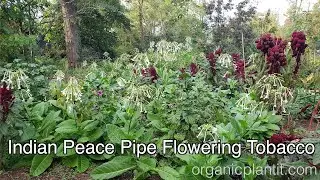 Indian Peace Pipe Flowering Tobacco | Organic Plant It
