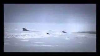 Rare footage of giant bottlenose whales