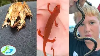 Kids find creatures in New Hampshire | Theekholms