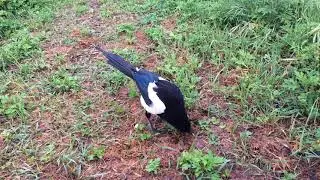 Magpie Swoop in Italy - Before he attacks