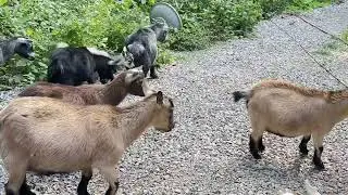 Doing yard work with the girls today! #goat #animals  #nature #cute #agriculture