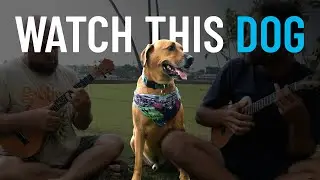 Ukulele Vibes So Good, Even the Dog Won’t Leave