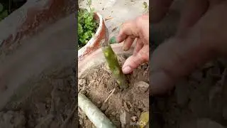 how to multiply champa(jasmine) by cutting #houseplants #foryou #nature #terracegarden #viralshorts