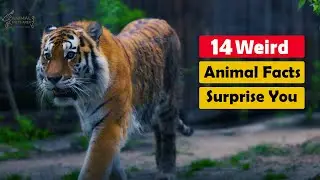 14 Weird Animal Facts That Will Surprise You