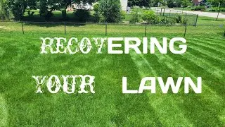 Mowing An Overgrown Lawn: How To Recover Your Lawn From Vacation