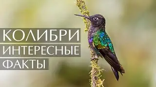 Колибри - интересные факты