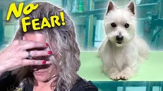 Why You Fear the DOGS you GROOM