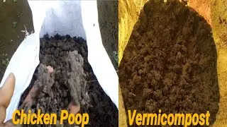 Двойная подкормка куриным пометом/навозом и вермикомпостом на горькой тыкве/ампалае