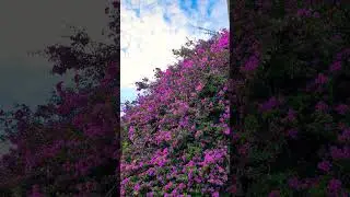 Nature Therapy 🌼 Colorful Blooms & Relaxing Sounds 🎧