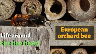 Wild bees: European orchard bee (Osmia cornuta) - gehoornde metselbij #HOMEsafari
