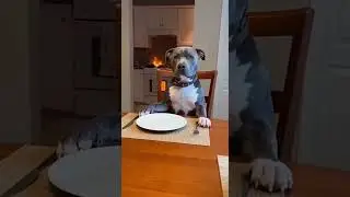 Dog at the Dinner Table Watches the Stove Catch Fire! 🔥🐶