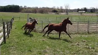Racing Memories of Retired Thoroughbred Mares