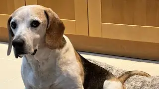 ❤️Freckles Last Stand - Oct/Nov ‘24 ❤️ 💔RIP 4 Nov ‘24💔