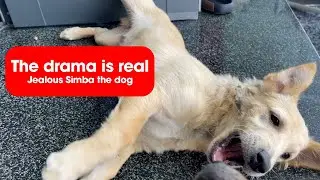The drama is real - Jealous Simba the dog