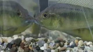 Understanding Fish Reactions to Their Reflection