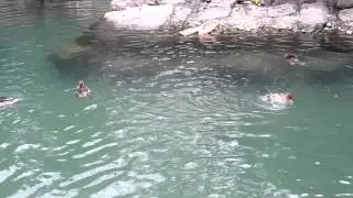 Red-breasted mergansers and Spectacled eiders in Central Park Zoo