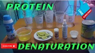 JALALUDIN BIN MD NOOR (J20G0748) | LAB CONDUCT 3 (PROTEIN DENATURATION) | BIOCHEMISTRY