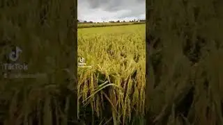 Jenis Padi Batuta UB2