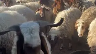 غنم نعيم