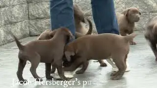 Jacob Hershberger's Lab Puppies