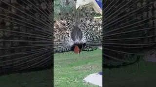 it's so amazing 🤩🤩😍#video #shorts #inma world