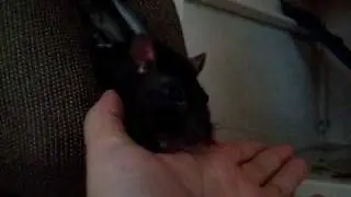 Farbratte - Ratte Pitu schleckt meine Hand ab