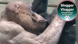 Cold Weather Doesn&rsquo;t Stop Chimpanzee Jomar&rsquo;s Tightrope Walk