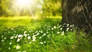 Sleep Music - Relexing Music | Sleep, Yoga, Study ,Meditation, Calm, Relextion, Rest, Spa