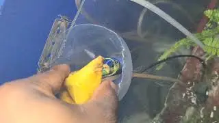 Aquarium Leak, Plant Recovery & New Fish Acclimation | DIY Fix & Update