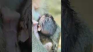 new baby monkey  #viral #reels #babymonkey #monkey #wildlife #newborncare