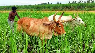 bull plowing sugarcane land for sugarcane growing | plowing the field with bull | bullock media