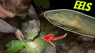 Invasive Asian Swamp eels!