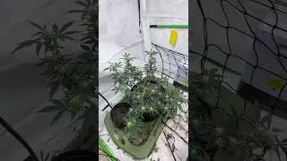 BlackBerry cookies auto by seedtiva #rap #music #rapper #growth #grow #420