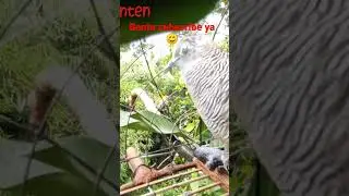 suara kwor dan kerot perkutut pikat