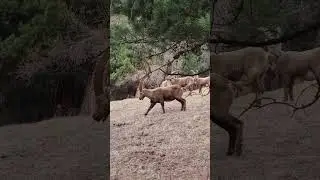 Steinb&ouml;cke auf einer Waldlichtung #steinbock #ibex #wanderlust #wildlife #wildanimals #naturelovers