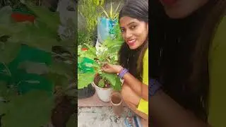 100% Organic liquid fertilizer for flowering #organicfertilizer #gardencare #plants