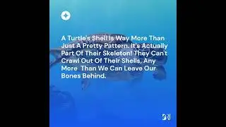 Turtle Superpowers: 5 Mind-Blowing Facts You Won't Believe!