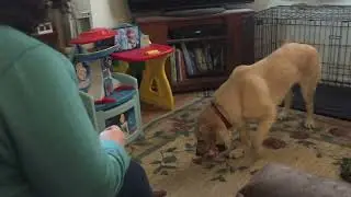 Rescue dog’s first Christmas present ever!!!!