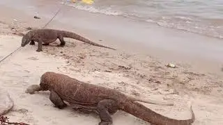 Komodo Dragon Catches Stranded Moray Eel On The Beach