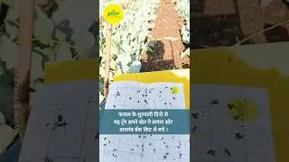 Cabbage Farming | Pheromone Trap For Cabbage | Diamondback Moth Management | DBM Lure Delta Trap