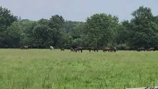Moszna Stud Farm is a center for breeding sport horses, in Poland #horses #nature #moszna #studfarm