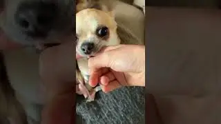 Dog biting my finger